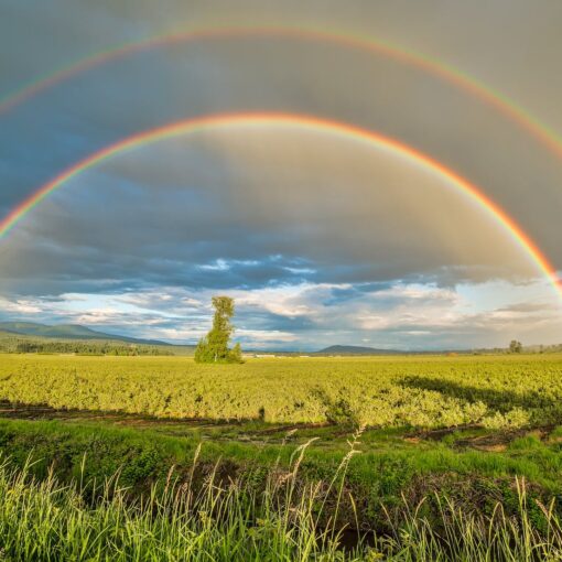 crop field under rainbow and cloudy skies at dayime