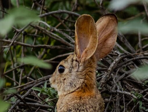 bunny in shrubs