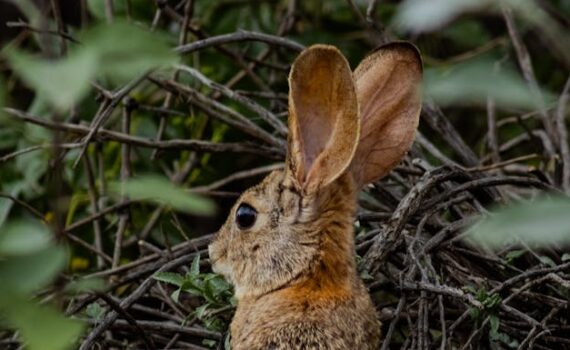 bunny in shrubs