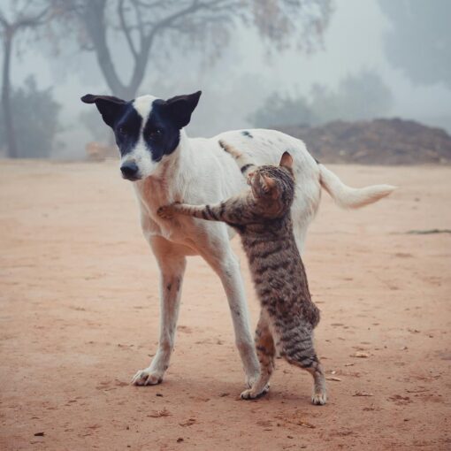 homeless cat fighting with dog on street