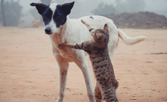 homeless cat fighting with dog on street