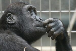 close up photography of gorilla