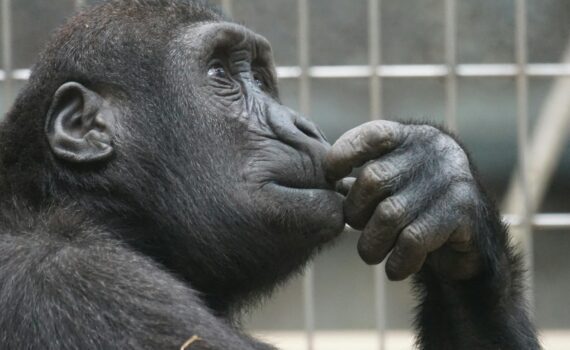 close up photography of gorilla
